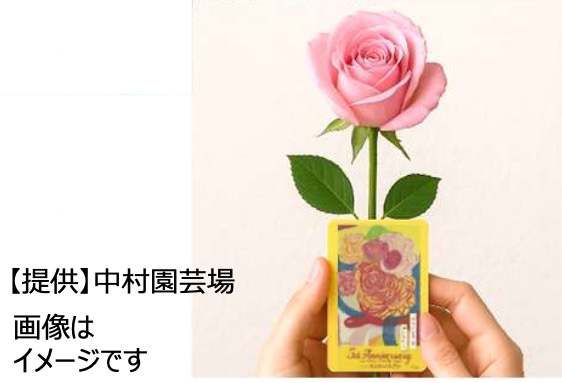 アートステッカー付き「ピンクのバラ」プレゼント