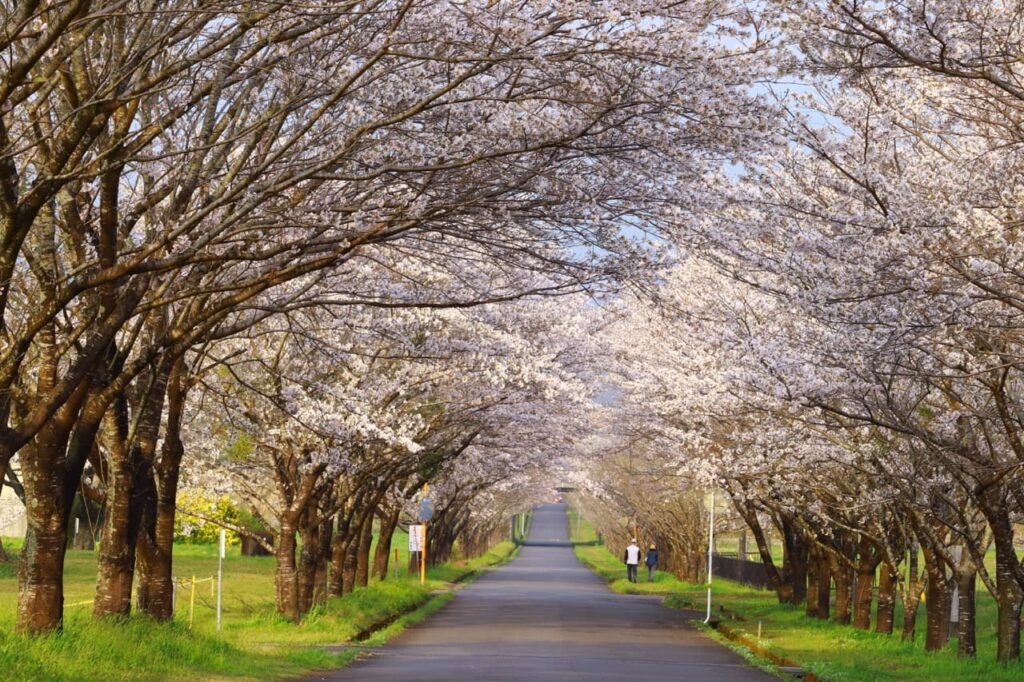 宮崎の春イベント2026まとめ　桜まつりと花の絶景スポットを一緒に楽しむ春のおでかけ案内|ほんみや宮崎ーまきばの桜（小林市）