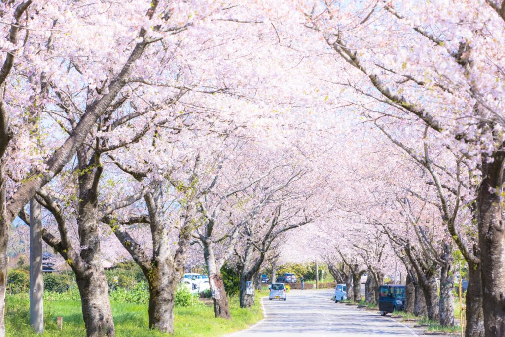 宮崎の春イベント2026まとめ　桜まつりと花の絶景スポットを一緒に楽しむ春のおでかけ案内|ほんみや宮崎ー垂水公園