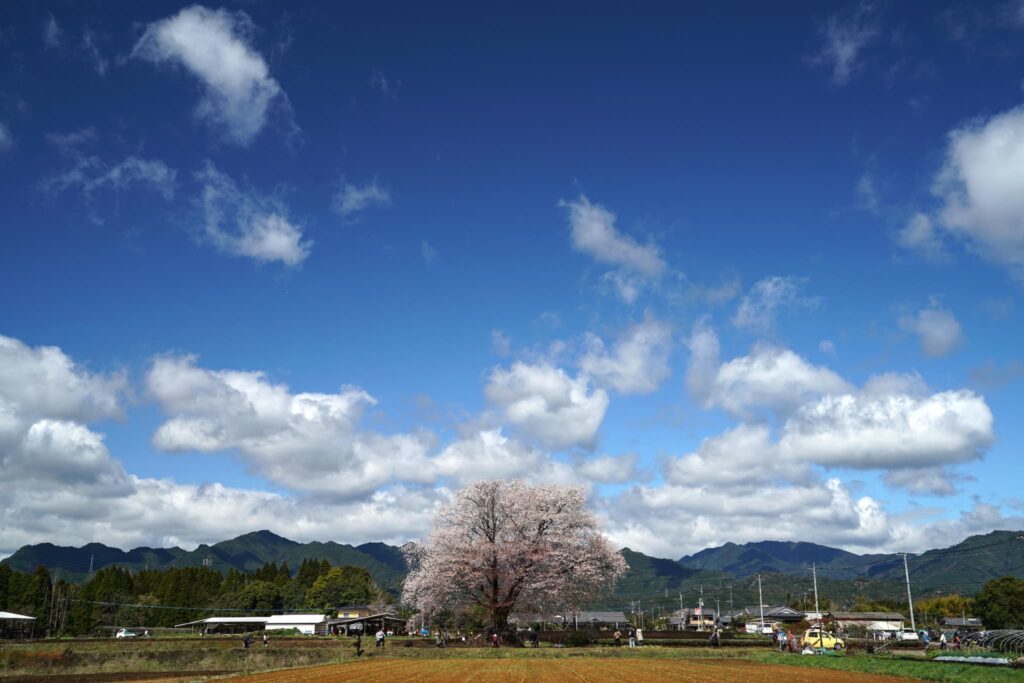宮崎の春イベント2026まとめ　桜まつりと花の絶景スポットを一緒に楽しむ春のおでかけ案内|ほんみや宮崎ー大坪の一本桜(国富町）