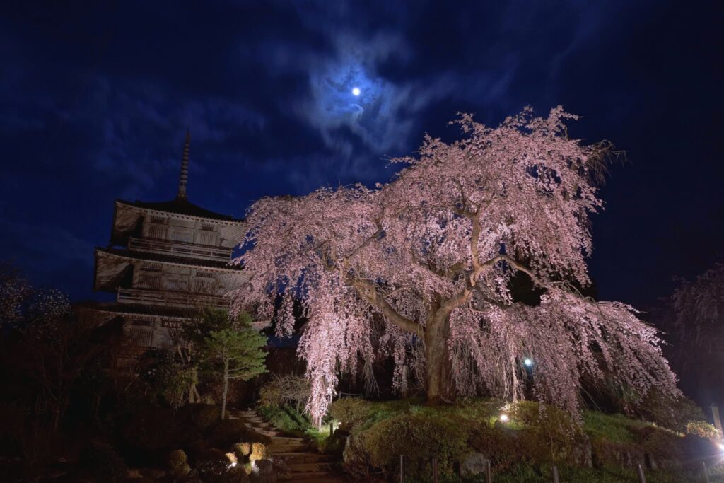 宮崎の春イベント2026まとめ　桜まつりと花の絶景スポットを一緒に楽しむ春のおでかけ案内|ほんみや宮崎ー
「日本のひなた宮崎県」は、温暖な気候や美しい自然をはじめ、豊かな食材や記紀神話に彩られた文化などが魅力の観光地です。そんな宮崎の春は、桜が美しく咲くスポットが満載です。今回は2026年の春に行きたいイベント情報と絶景の桜スポットをご紹介いたします。ぜひ春も美しい宮崎へお越しください。
春に行きたい宮崎イベント
高鍋城址桜まつり
舞鶴公園の桜とともに、食・ステージ・灯りを楽しめる2日間！
鶴の羽ばたく姿に似た地形であったことから、舞鶴城とも呼ばれた高鍋城。3月28日（土）・29日（日）に高鍋城址桜まつりが開催され、ステージイベントや飲食店が集まり、春を感じながら楽しむことができます。
日時：2026年3月28日（土）～29日（日）※雨天決行
夜桜ライトアップ：2026年3月21日（土）～4月5日（日）
開催場所：宮崎県児湯郡高鍋町大字上江1345
延岡花物語
延岡の一足早い春の訪れを満喫
延岡市の花の名所、本東寺の「慧日梅（えにちばい）」、五ヶ瀬川堤防の「天下一ひむか桜・菜の花」、延岡城跡公園の「やぶ椿」と、2月上旬から4月上旬にかけて、次々と訪れる花の見頃にあわせて開催される、延岡の春を楽しむイベントです。
日時：第2回このはな桜まつり
2026年2月21日(土)～3月22日(日)
ワイワイ花物語 2026
2026年3月20日(祝・金)～4月5日(日)
開催場所：延岡市五ヶ瀬川堤防一帯(延岡IC出口付近) 延岡城山公園・本東寺
第19回天ヶ城開門さくらまつり
約1,200本の桜が咲き誇る花見の名所
天ヶ城公園では、3月下旬からソメイヨシノやヤマザクラなど約1,200本の桜が見頃を迎え、4月上旬には真っ赤な約50,000本のツツジが色を添えます。期間中は桜のライトアップも行われ、幻想的な趣の桜を楽しむことができます。
日時：2026.3.21(土)～3.22(日) 10：00～17：00
開催場所：宮崎県宮崎市高岡町内山2007番地
宮崎の桜スポット特集
西都原古墳群の桜（西都市）
日本遺産にも認定されている全国屈指の大古墳群
博物館や300基以上もの古墳が点在し多くの考古学ファンが訪れる「西都原群古墳」は、春になると約2,000本の桜と30万本の菜の花のコントラストが映え、見頃にあわせて「花まつり」やライトアップされた夜桜も楽しめます。
住所：宮崎県西都市大字三宅西都原
宮崎市久峰総合公園の桜（宮崎市）
スポーツ、散策、ピクニックが楽しめる桜の名所の総合公園
公園内にはソメイヨシノ、山桜、大島、八重など約900本の桜があり、エントランスの桜並木や、展望台から見る桜は絶景です。桜の見頃の時期には、夜、桜のライトアップも行われ、桜の終わり頃には桜とツツジのコラボも見られます。
住所：宮崎県宮崎市佐土原町下那珂13754
垂水公園（宮崎市）
全長約2kmの桜のトンネルがお出迎え
ソメイヨシノ、山桜、八重桜、彼岸桜など約3,500本の桜が植えられ、公園に通じるチェリーロードは春になると桜のトンネルができあがります。宮崎市内有数の桜の名所として人気があり、約1kmの桜並木が花見客を迎えます。
住所：宮崎県宮崎市瓜生野
大坪の一本桜（国富町）
田園風景の中にたたずむ美しい一本桜
地元の人から神木として崇められている高さ15m、樹齢150年の山桜。田園地帯にたたずむ一本桜を写真におさめようと多くの見物客が訪れます。ヤマザクラなので宮崎の開花宣言（ソメイヨシノ）が出たころに満開になります。
住所：宮崎県東諸県郡国富町八代南俣2747付近
浄専寺のしだれ桜（五ヶ瀬町）