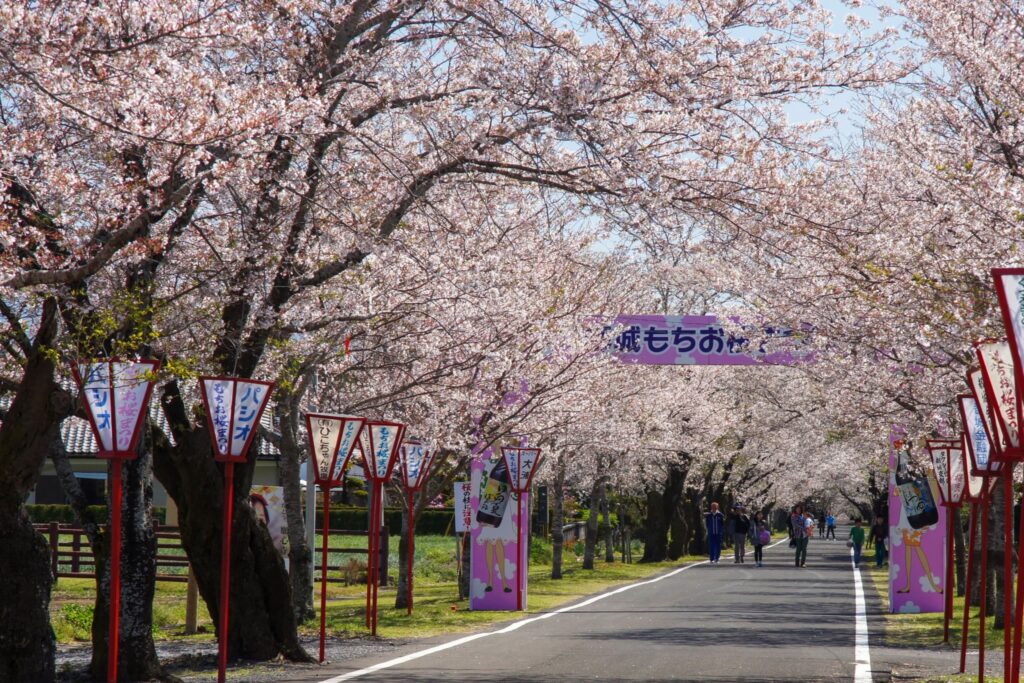 宮崎の春イベント2026まとめ　桜まつりと花の絶景スポットを一緒に楽しむ春のおでかけ案内|ほんみや宮崎ー母智丘公園(都城市）