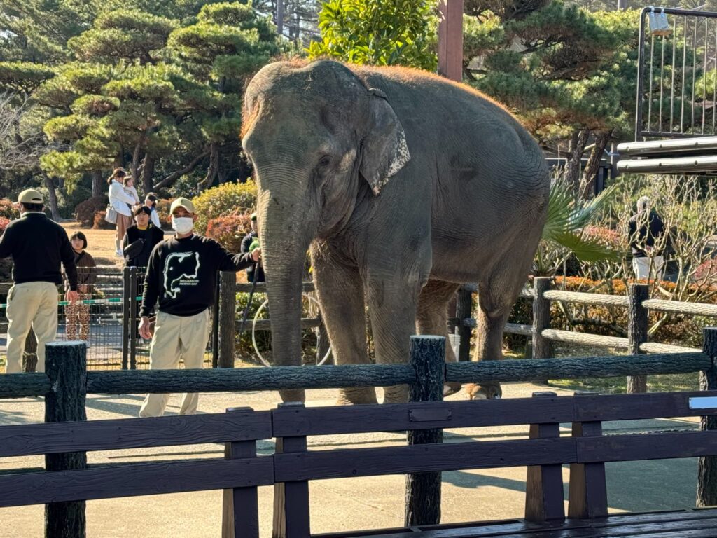 宮崎市フェニックス自然動物園でGWイベント開催！フラミンゴショー再開ーぞうさんと記念撮影