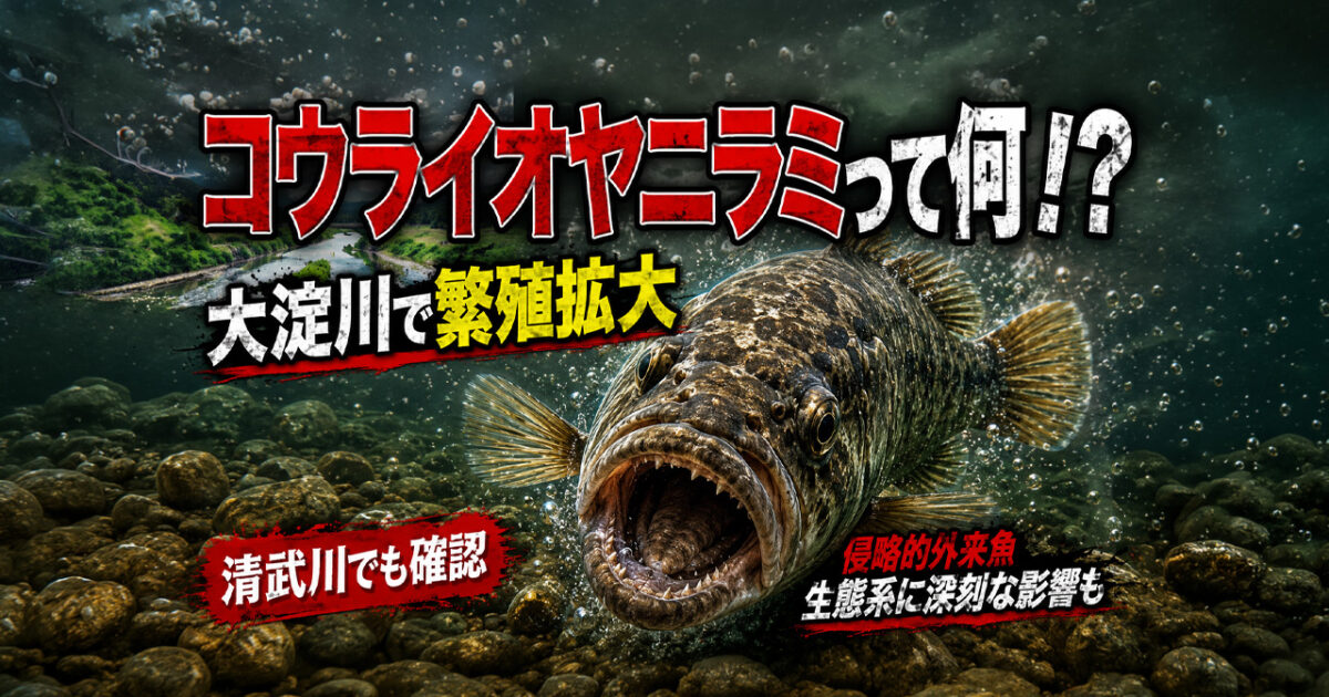 コウライオヤニラミって何！？宮崎・大淀川で繁殖拡大する外来魚　清武川でも確認｜ほんみや宮崎