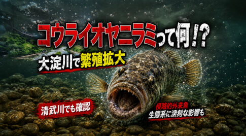 コウライオヤニラミって何！？宮崎・大淀川で繁殖拡大する外来魚　清武川でも確認｜ほんみや宮崎