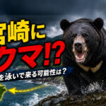 投稿 ブロック 宮崎に熊が出る可能性はゼロじゃない！？海を泳いで九州に来る可能性まで調べてみた｜ほんみや宮崎