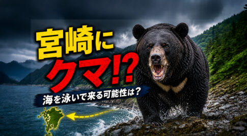 投稿 ブロック 宮崎に熊が出る可能性はゼロじゃない！？海を泳いで九州に来る可能性まで調べてみた｜ほんみや宮崎